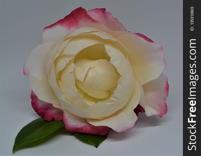 Flower, Rose, White, Rose Family