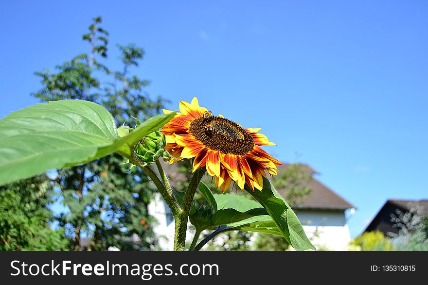 Flower, Sunflower, Plant, Flowering Plant