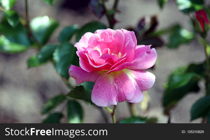 Flower, Rose Family, Plant, Pink