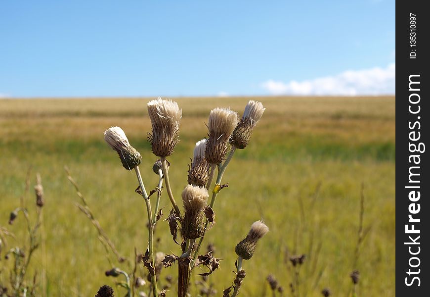 Grassland, Ecosystem, Prairie, Steppe