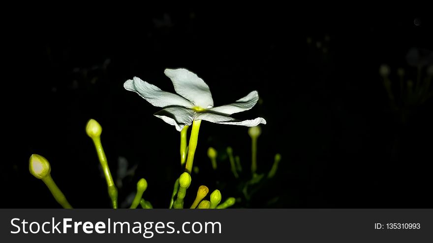 Flower, Flora, Wildflower, Plant