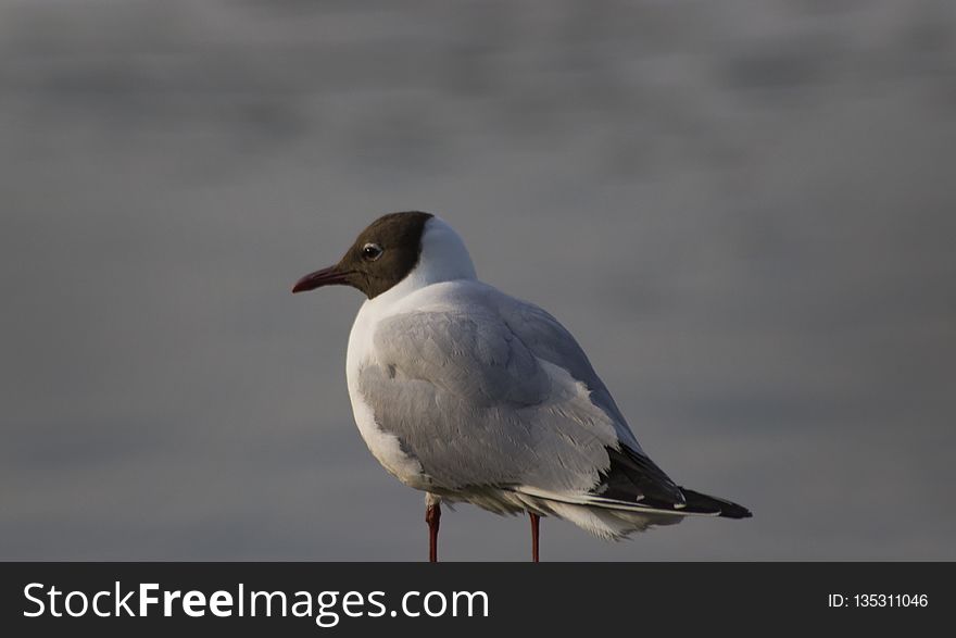 Bird, Gull, Seabird, Beak