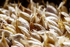 White Garlic Pile Texture. Lots Of Common Fresh Garlic Close Up Photo Stock Images