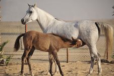 Arabian Horse Feeding Royalty Free Stock Images