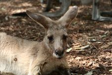 Kangaroo In A Zoo Royalty Free Stock Image Kangaroo In A Zoo Royalty Free Stock Image