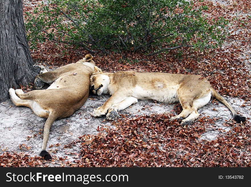 Two lions are sleeping under a tree