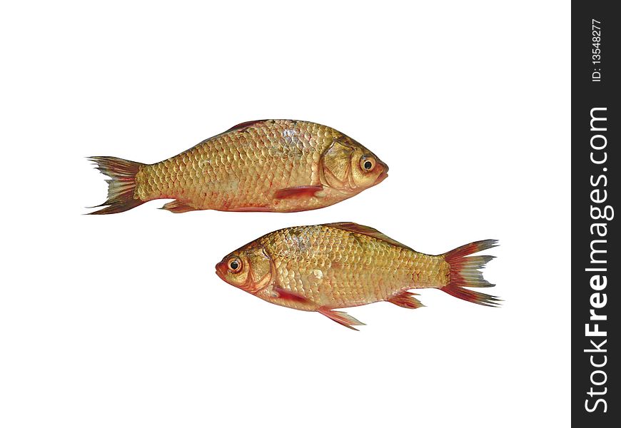 Two carps isolated on white