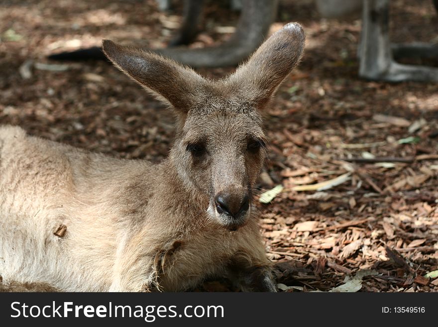 A very sleepy Kangaroo in a Zoo