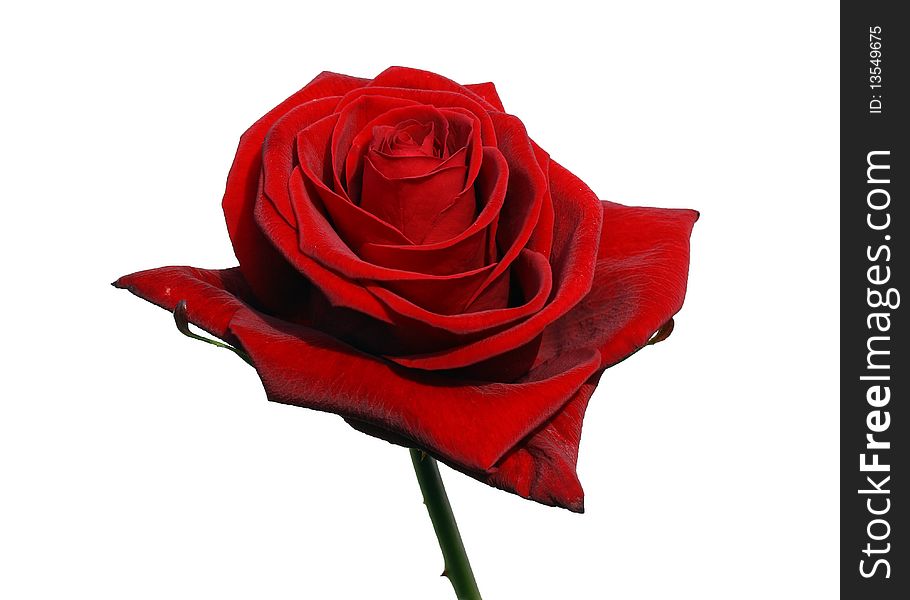 Red rose isolated on white. Red rose isolated on white