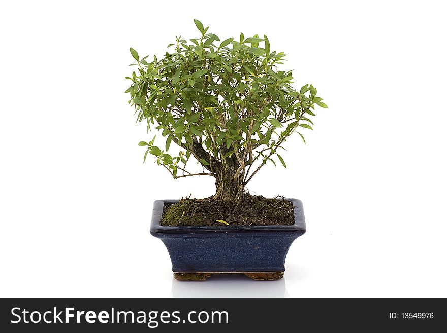 Bonsai tree isolated in white background.