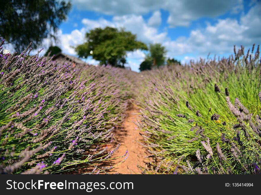 Lavender Flowers Blooming In Late Summer In New Zealand