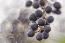 Free Dark Blue Berries Turquoise On A Branch Royalty Free Stock Photo - 135428635