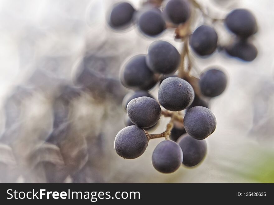 Dark blue berries Turquoise hang on a branch