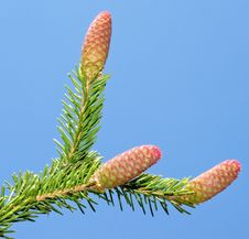 Fir Tree Cones Stock Image
