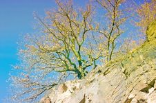 Tree On A Cliff Stock Photo Tree On A Cliff Stock Photo