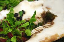 Carnivorous Plant Royalty Free Stock Images Carnivorous Plant Royalty Free Stock Images