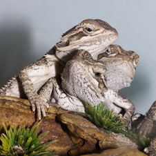 Bearded Dragons Stock Images