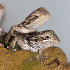 Bearded Dragons Royalty Free Stock Photography