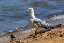 Ring-Billed Gull On Beach Royalty Free Stock Image Ring-Billed Gull On Beach Royalty Free Stock Image