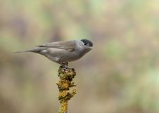 Blackcap - Sylvia Atricapilla Stock Photos Blackcap - Sylvia Atricapilla Stock Photos