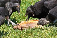 Turkey Vultures Feeding Royalty Free Stock Image Turkey Vultures Feeding Royalty Free Stock Image