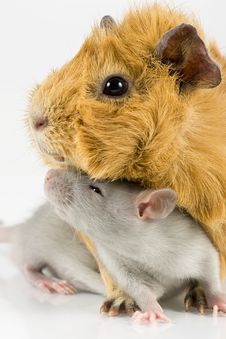 Guinea Pig And Rat On White Royalty Free Stock Photo