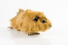 Guinea Pig Royalty Free Stock Photography
