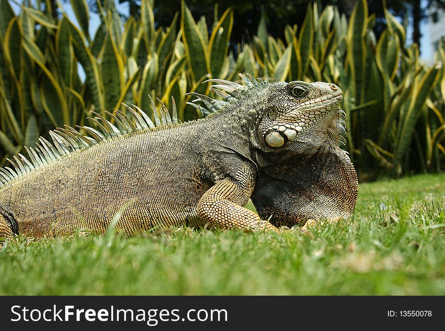 Land iguana in ecuador south america