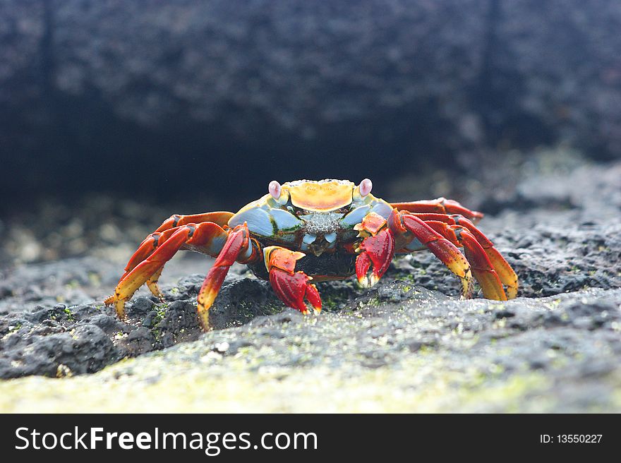 Sally Lightfooted Crab