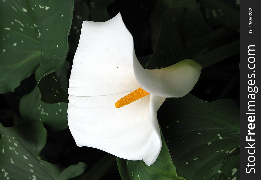 Calla-lily flower in a garden