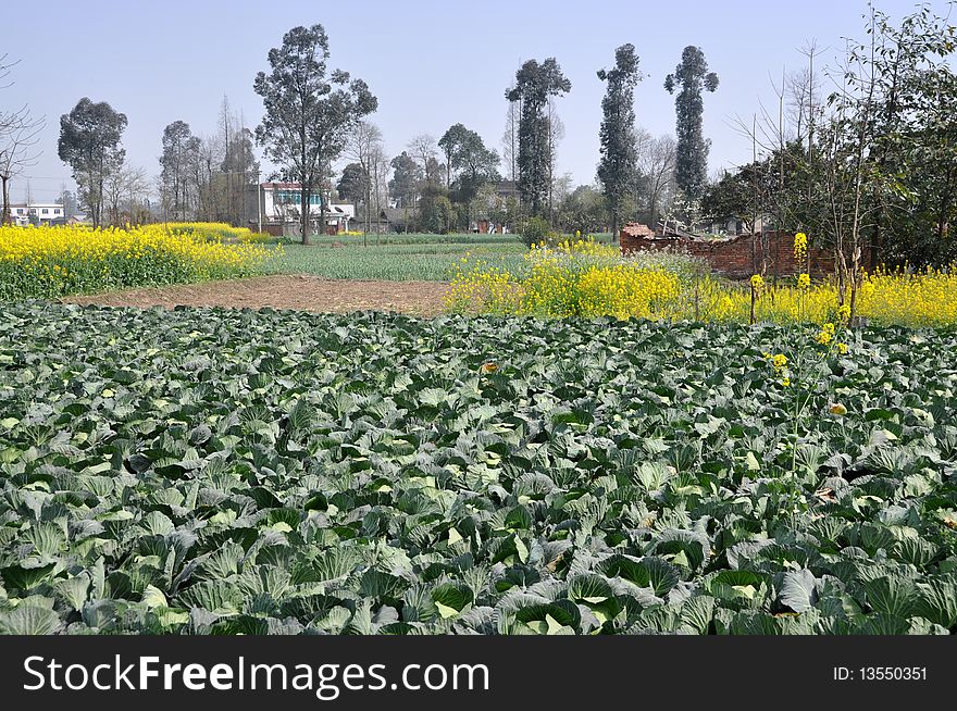 Pengzhou, China: Farmlands With Cabbages