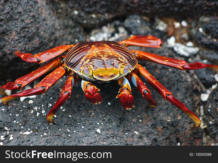 Sally Lightfooted Crab