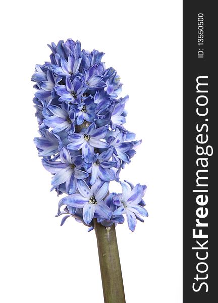 Blue hyacinth on white background