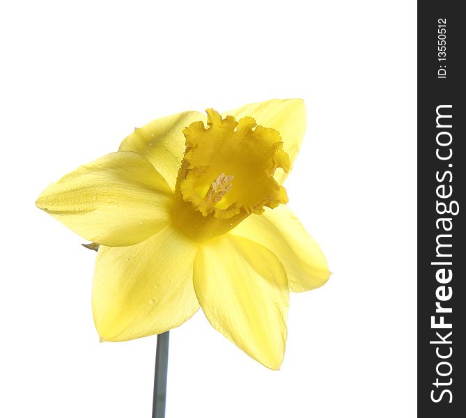 Daffodil flower on white background