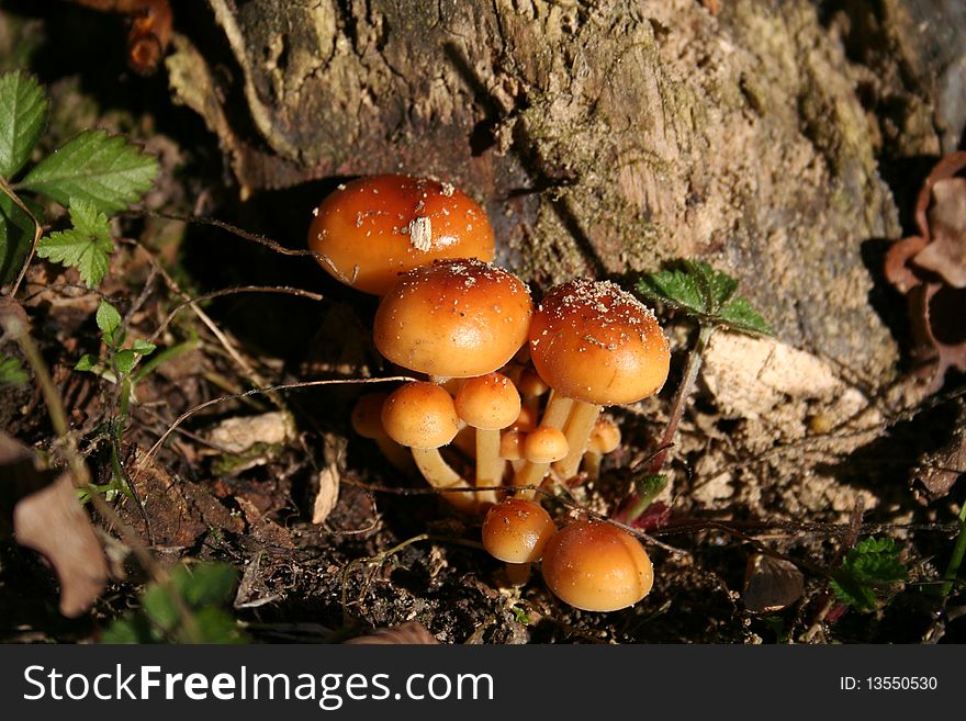 Mushrooms in the undergrowth autumn. Mushrooms in the undergrowth autumn