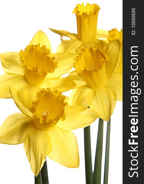 A bunch of daffodils on white background