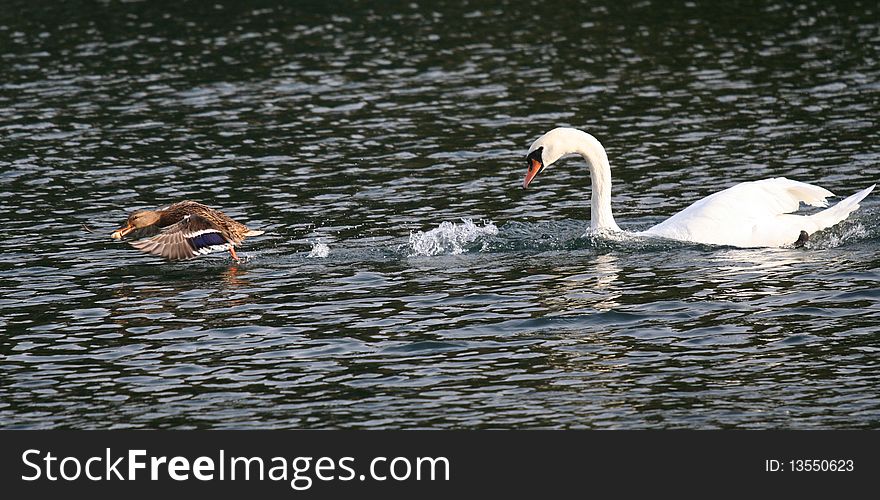 White Swan Chases A Duck