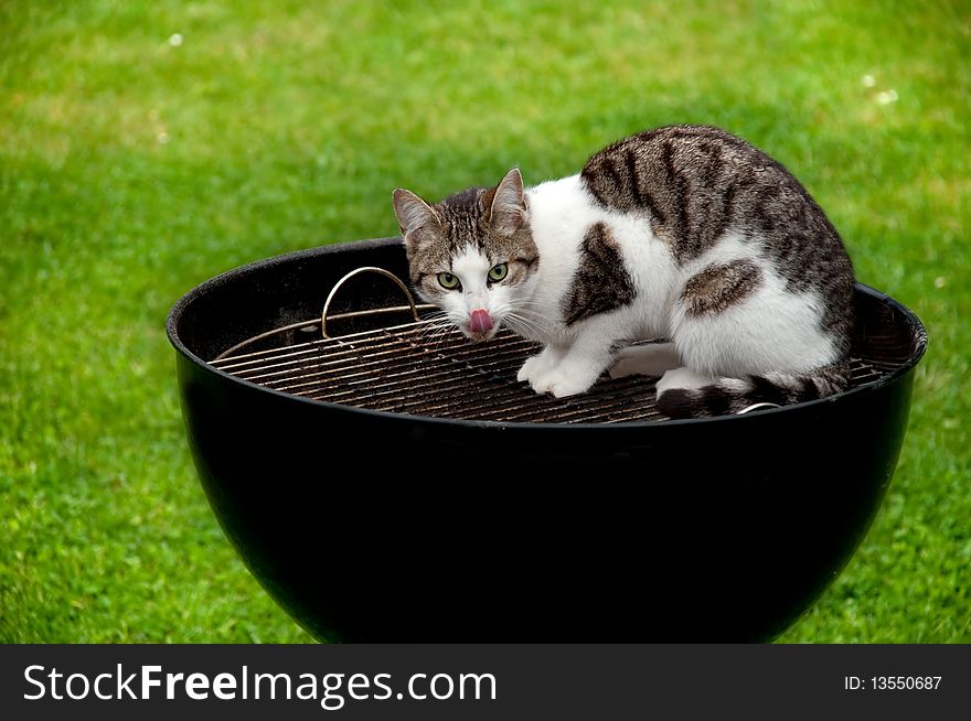 A hungry cat sitting on a barbecue grill