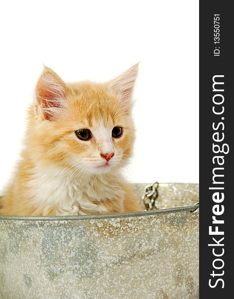 Sweet cat kitten in a bucket taken on a clran white background. Sweet cat kitten in a bucket taken on a clran white background