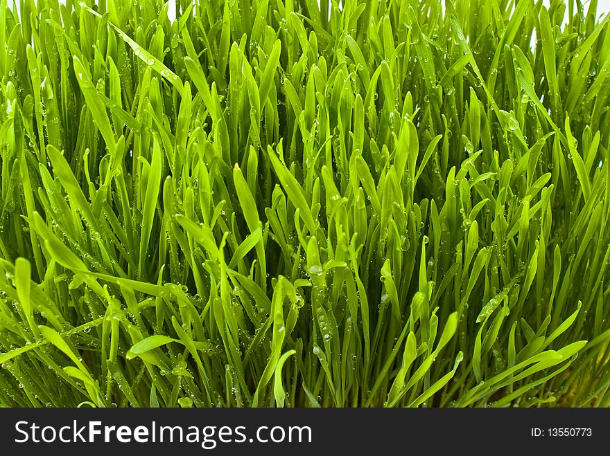Fresh green grass with water