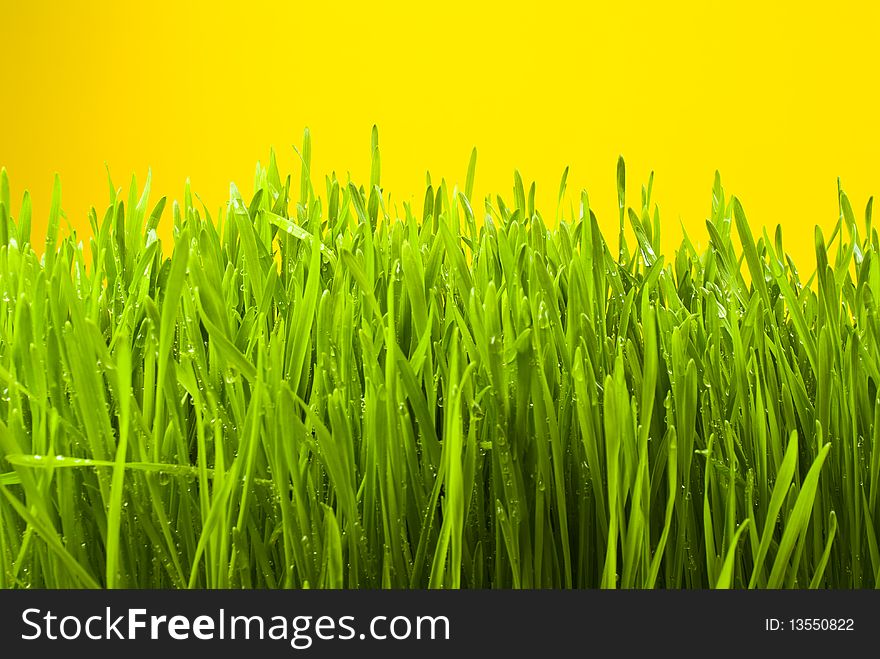 Fresh green grass on yellow background