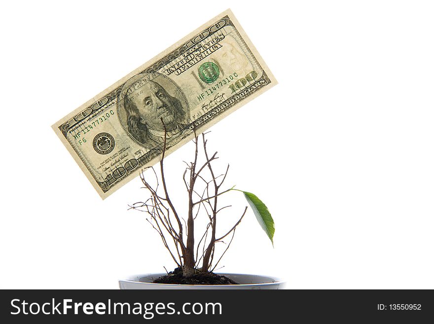 Origin of a new life. A lonely green leaf and hundred dollars isolated on white