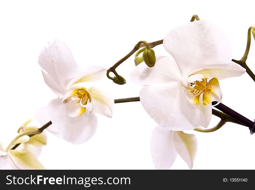 White fresh orchid isolated on white background. White fresh orchid isolated on white background