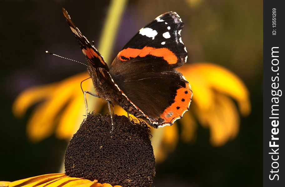 The butterfly, is photographed by close up on a flower. The butterfly, is photographed by close up on a flower
