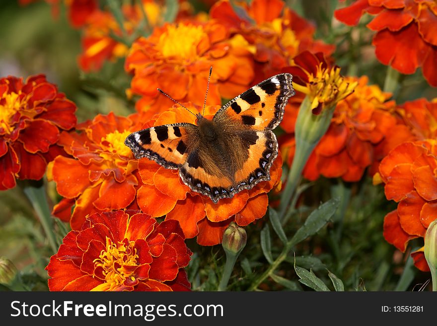 Butterfly sitting on the marigold