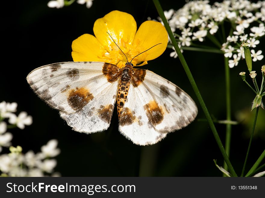The moth on a flower, is photographed by close up