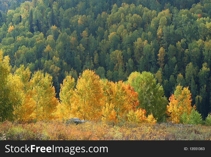 The colorful trees in the autumn of Sinkiang, China. The colorful trees in the autumn of Sinkiang, China