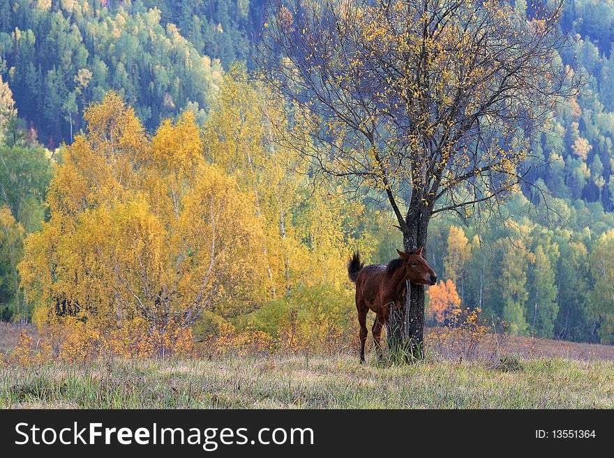 A horse is standing beside a tree in autumn of Sinkiang, China. A horse is standing beside a tree in autumn of Sinkiang, China