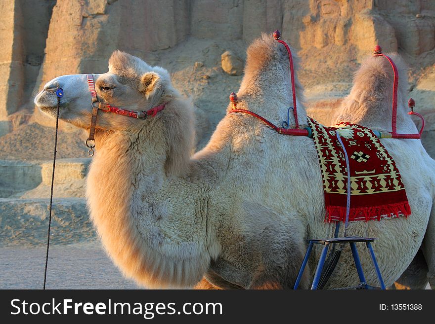 A white camel in the desert dusk of Sinkiang, China