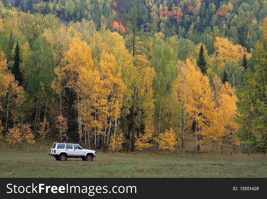 A white car beside the colorful autumn forest in Sinkiang of China. A white car beside the colorful autumn forest in Sinkiang of China